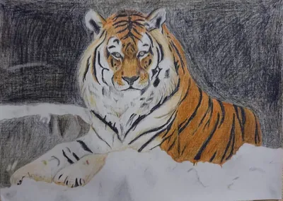 Амурский Тигр (Тигры) · iNaturalist