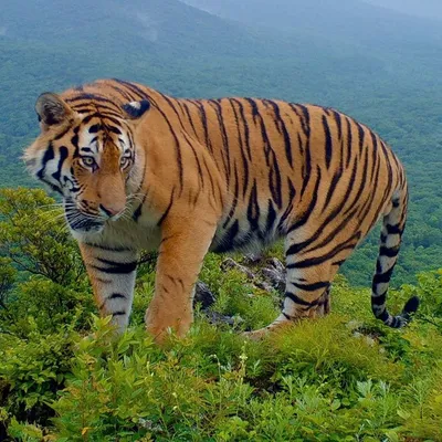 Амурский тигр в снегу» — создано в Шедевруме