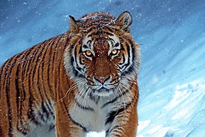 Красивые, но опасные: в России увеличивается популяция амурских тигров -  04.09.2021, Sputnik Беларусь