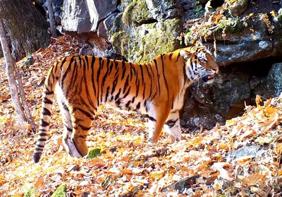 Приморье. Амурский тигр.. Фотограф Андрей Грачев