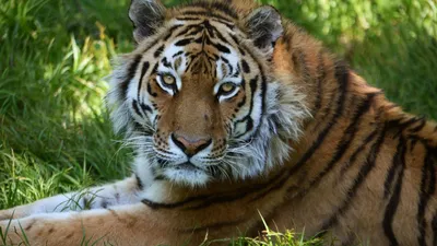 На территории Крыма потерялся амурский тигр – Новости Крыма – Вести Крым