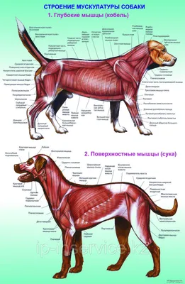 Внутренние органы собаки. Вид слева | Dog Internal Organs, Anatomy. Left |  Собаки, Ветеринария, Животные