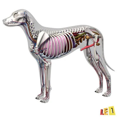 Анатомия собаки, внутренние органы Иллюстрация вектора - иллюстрации  насчитывающей сердце, циркуляторно: 116621652