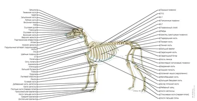 Атлас анатомии с описаниями, собака (иллюстрации) : нормальная анатомия |  vet-Anatomy