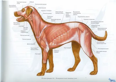 Анатомия собак и кошек
