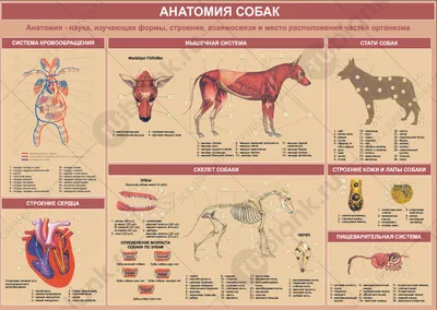 Плакаты Анатомия собак (id 4137659), купить в Казахстане, цена на Satu.kz