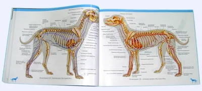 Анатомия собаки (далматинец) _Цвет 3D Модель $250 - .3ds .lwo .max .ma .obj  - Free3D