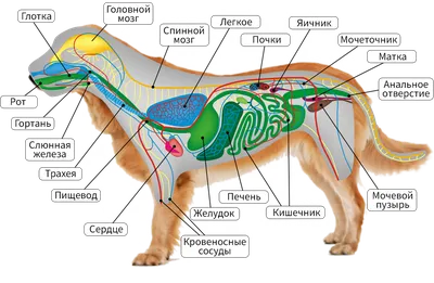 elena_doggroomer - Анатомия собаки #груминг #стижкасобак #уходзасобакой |  Facebook