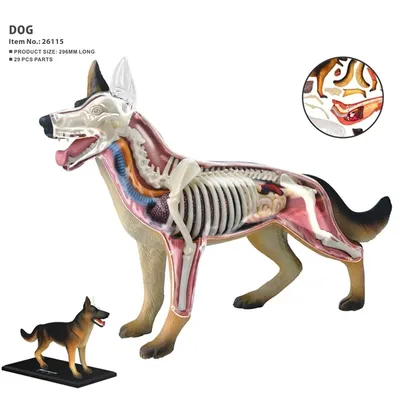 Топографическая анатомия собаки и кошки. С основами клинической анатомии -  купить с доставкой по выгодным ценам в интернет-магазине OZON (231019532)