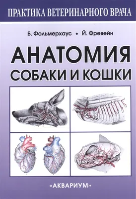 Купить Плакат \"Анатомия собак\" 84х57 см в Санкт-Петербурге, типография  Рубланк