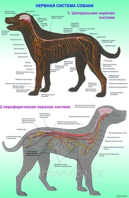 Анатомия собаки (далматинец) _Цвет 3D Модель $250 - .3ds .lwo .max .ma .obj  - Free3D