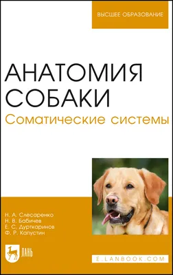 Анатомия Собаки — стоковые фотографии и другие картинки Собака - Собака,  Анатомия, Животное - iStock