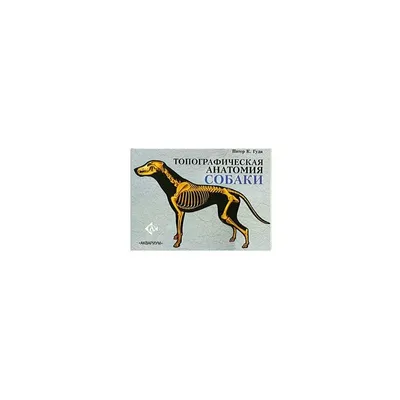 Анатомия собаки, внутреннее строение …» — создано в Шедевруме