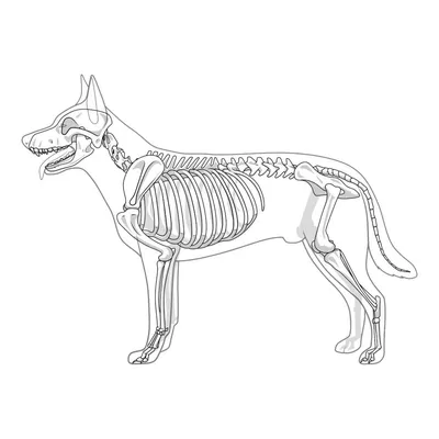 Модель животного, модель 4D собаки, интеллектуальная сборная игрушка,  обучающая модель анатомии, популярные научные приборы «сделай сам» |  AliExpress