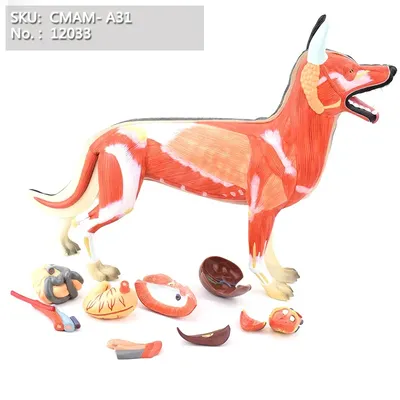 Топографическая анатомия собаки купить с доставкой в интернет-магазине |  janzenshop.de