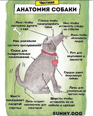 Анатомия собаки | Пикабу