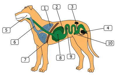 Анатомия пищеварительной системы собак | нАш нЯш | Дзен