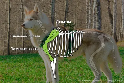 Анатомия внутренних органов собаки - анатомия мужской собаки внутреннего  Org Иллюстрация штока - иллюстрации насчитывающей хандра, график: 50526314