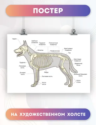 Анатомия Собаки — стоковые фотографии и другие картинки Собака - Собака,  Анатомия, Мышца - iStock