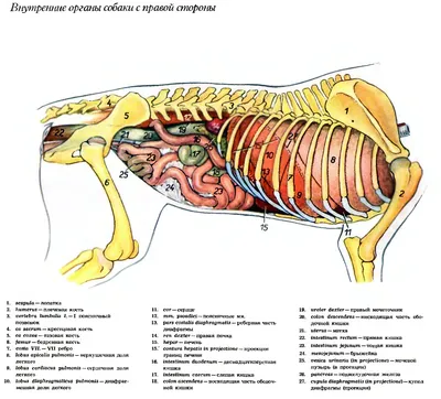 Тайная анатомия домашних животных | Пикабу