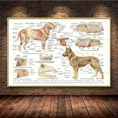 Скелет собаки - анатомия Familiaris волчанки волка - взгляд со стороны  Стоковое Изображение - изображение насчитывающей структура, ангстрома:  50368407