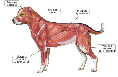 Книга Топографическая анатомия собаки и кошки. С основами клинической  анатомии - купить в интернет-магазинах, цены на Мегамаркет | 07875