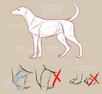 Иллюстрация 3 из 5 для Анатомия собаки и кошки - Амзельгрубер, Бёме,  Фревейн | Лабиринт - книги. Источник: