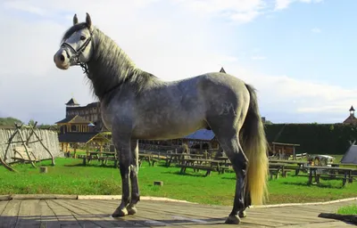 Андалузская лошадь фото 