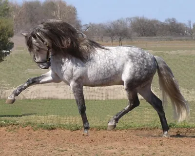 Серая Андалузская Лошадь — стоковые фотографии и другие картинки Андалузская  лошадь - Андалузская лошадь, Лузитанская лошадь, Бегать - iStock
