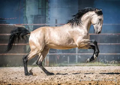 Андалузская лошадь Жемчужная,шелковая …» — создано в Шедевруме