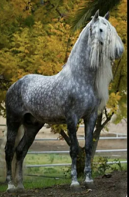 Белая андалузская лошадь стоковое фото. изображение насчитывающей мужчина -  135215718