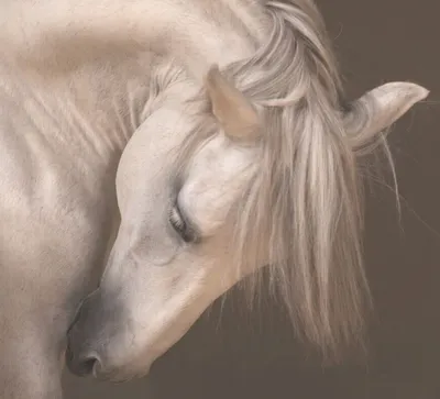 Андалузская лошадь (58 лучших фото)
