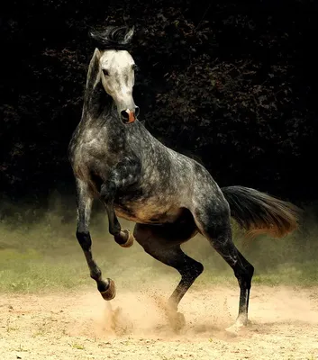 Гибрид липициан + андалузская лошадь» — создано в Шедевруме
