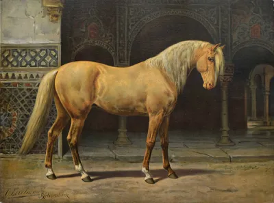 Андалузская Лошадь Trotting — стоковые фотографии и другие картинки 2015 -  2015, Андалузская лошадь, Без людей - iStock