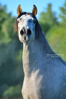Андалузская лошадь 3D Модель $69 - .fbx .max .obj - Free3D