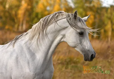 Андалузская лошадь 3D Модель $69 - .fbx .max .obj - Free3D