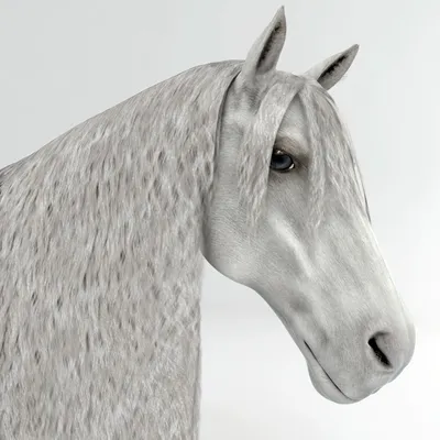 Андалузская лошадь с ногой вверх Стоковое Изображение - изображение  насчитывающей вне, изолировано: 49910809
