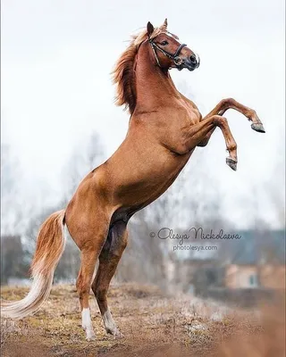 Андалуз лошадь - 70 фото