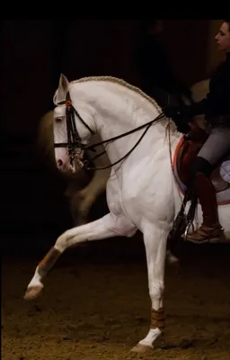 Серая андалузская лошадь скачет галопом в пыли пустыни - онлайн-пазл