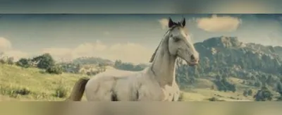 Андалузская - фотографии | Красивые лошади, Любовь лошадей, Андалузская  лошадь