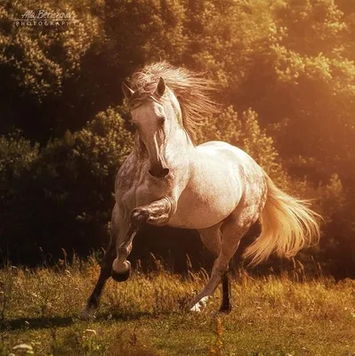 Андалузская лошадь клипарт-картинка. Бесплатная загрузка. | Creazilla