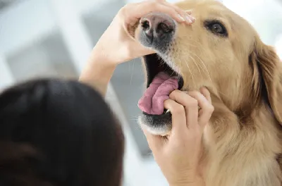 Больное горло собаки: причины, симптомы, диагностика и профилактика | Блог  ветклиники \"Беланта\"