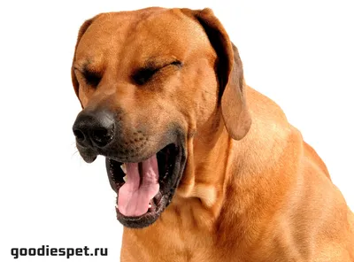 Кашель у собаки и его причины! | GoodiesPet | Дзен