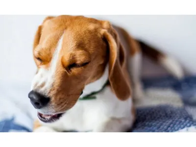 Пневмония у собак симптомы и лечение