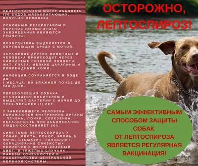 АВЗ Оквет Докситрон таблетки для кошек и собак, жевательные, широкого  антимикробного действия, со вкусом мяса - 100 мг | Купить в Москве