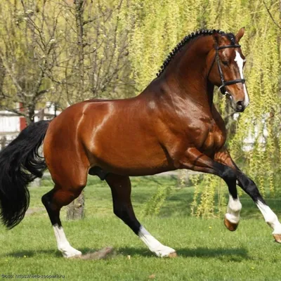 Английская чистокровная лошадь без …» — создано в Шедевруме