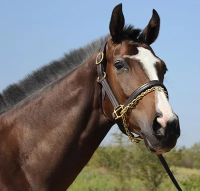 Английская чистокровная Лошадь купить в Грозном | Животные и зоотовары |  Авито