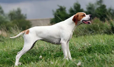 Самые британские породы собак - Pulse UK