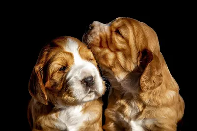 Английские породы собак: список с фото и названиями | «Дай Лапу»