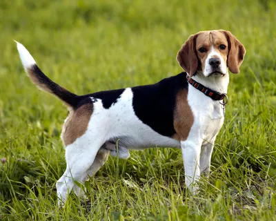 Хвостатые джентльмены: 17 самых британских пород собак | Hill's
